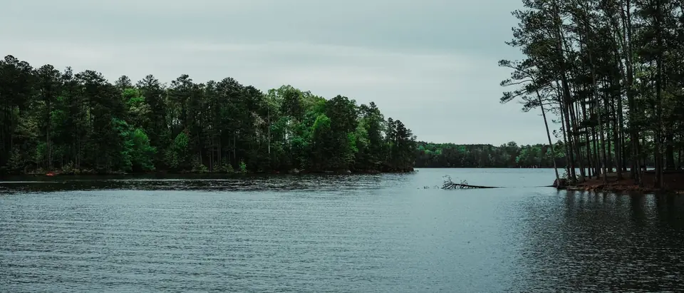 Calm grey lake water between two wooded shores, tall pines standing at the water's edge on the right under an overcast sky