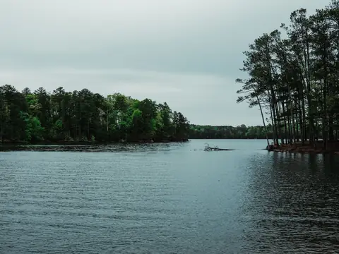 Calm grey lake water between two wooded shores, tall pines standing at the water's edge on the right under an overcast sky