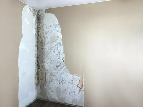 The corner of a room where beige wallpaper has been peeled back, showing dark mold spotting running down the bare plaster from the ceiling to the floor