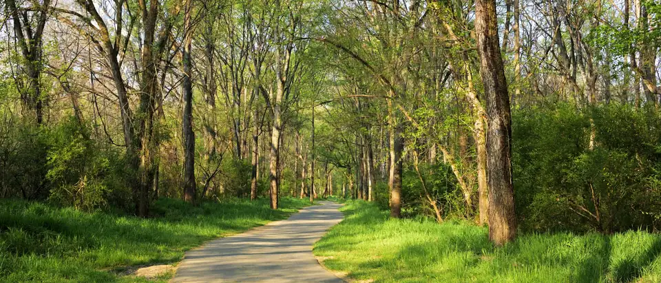 A paved path curving away under tall trees in new spring leaf, with grass on both sides